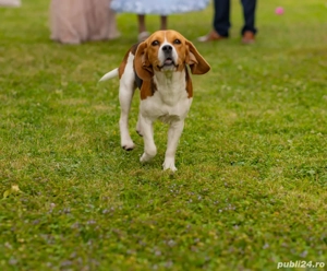 Catelusa Beagle  - imagine 2