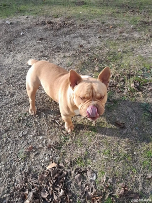 Vând AmericanBully Micro - imagine 2