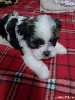 catelusi shih tzu - imagine 3