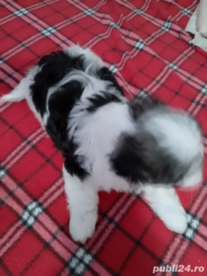 catelusi shih tzu - imagine 2