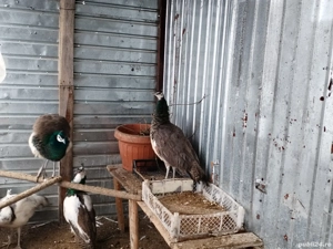 Pui Paun 2025 - imagine 2