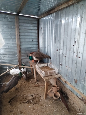 Pui Paun 2025 - imagine 3