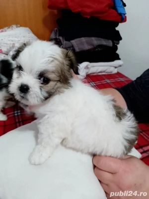 catelusi shih tzu - imagine 5