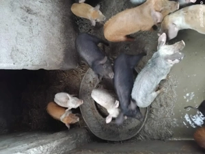 Purcei de vanzare - imagine 4