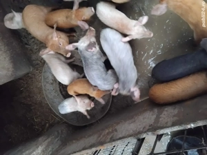 Purcei de vanzare - imagine 3