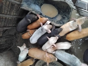 Purcei de vanzare - imagine 2