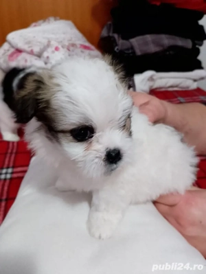 catelusi shih tzu - imagine 4