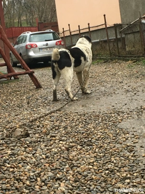 caine.     - imagine 5