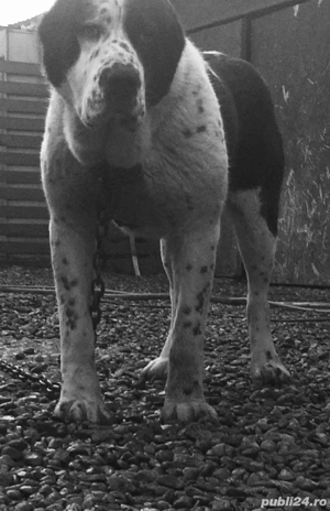 caine.     - imagine 2