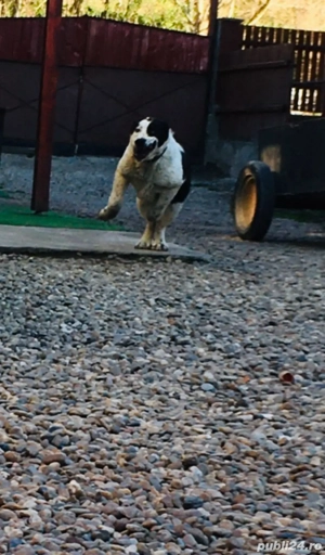 caine.     - imagine 4