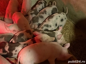    Godănași frumoși   gata de îngrășat!   