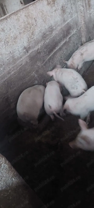 Vand șapte purcei - imagine 3