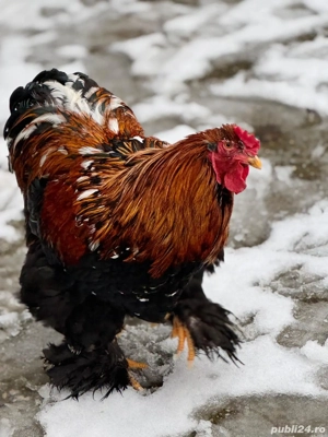 Cocoș de vânzare!  - imagine 4