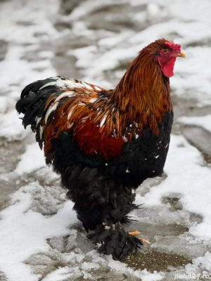 Cocoș de vânzare! 