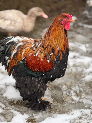 Cocoș de vânzare!  - imagine 3