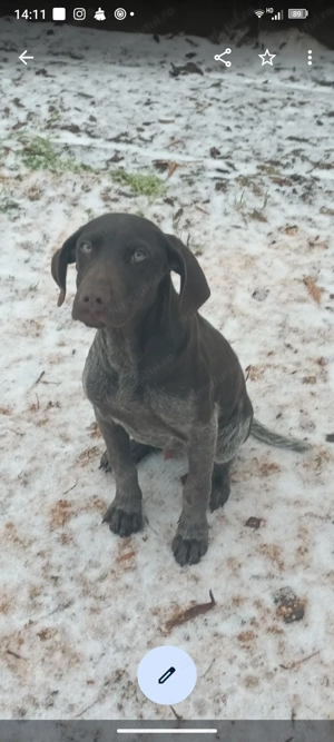 Pui brac german - imagine 2