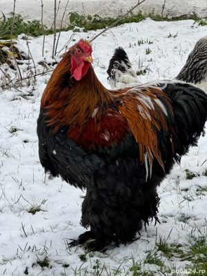 Cocoș de vânzare!  - imagine 5