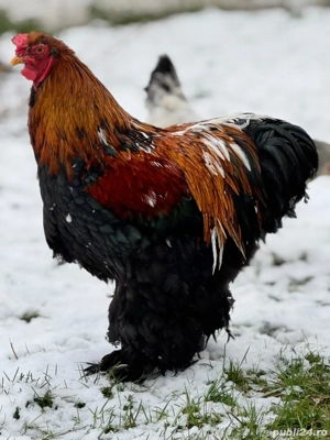 Cocoș de vânzare!  - imagine 2