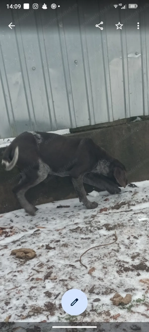 Pui brac german - imagine 4