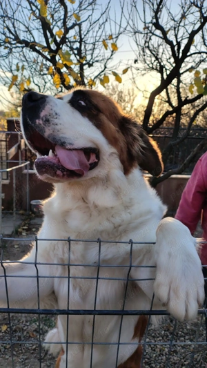 Femelă Saint Bernard  de vanzare