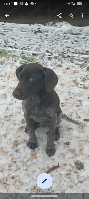 Pui brac german - imagine 3