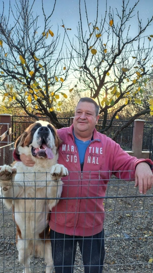 Femelă Saint Bernard  de vanzare - imagine 3