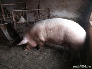 De vanzare o scroafa frumoasa