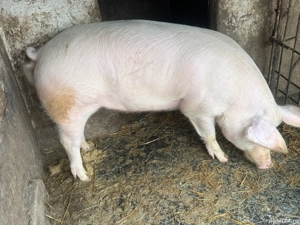 Porc de vânzare  - imagine 2