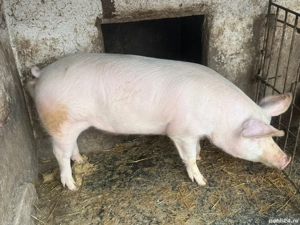 Porc de vânzare 