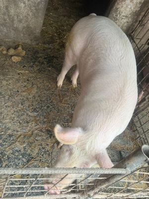 Porc de vânzare  - imagine 5