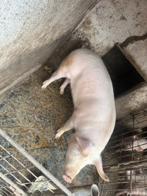 Porc de vânzare  - imagine 4