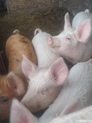 Vand scrofițe marele alb cu duroc