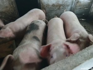 Scroafe pentru reproductie