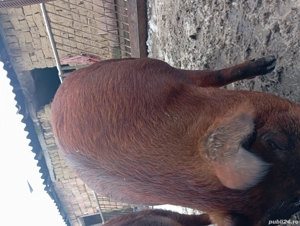 Vând scrofița    frumoasa !! - imagine 4