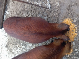 Vând scrofița    frumoasa !! - imagine 5