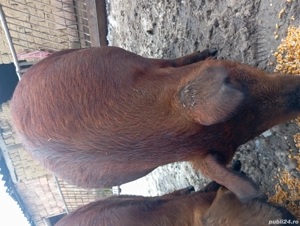 Vând scrofița    frumoasa !! - imagine 2