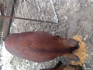 Vând scrofița    frumoasa !! - imagine 3