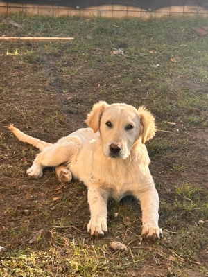 Golden retriever. - imagine 2