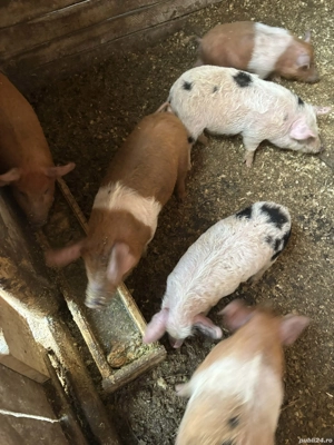 Vând purcei duroc cu mangalita  - imagine 3