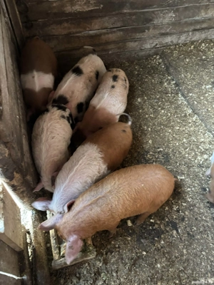 Vând purcei duroc cu mangalita  - imagine 2