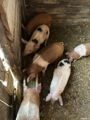 Vând purcei duroc cu mangalita 