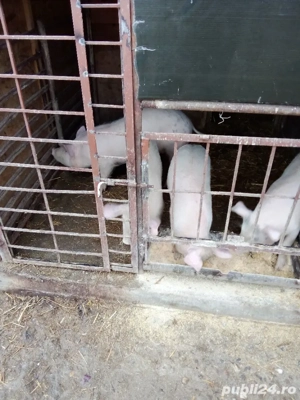 vind soldani 40-50 kg  - imagine 2