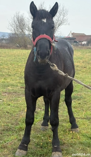 Vând mânz în vârst  de 1 an jumate - imagine 2