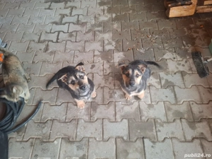 Pif și Puf   doi cățeluși pentru adopție.