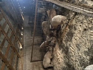 Vând purcei Mangalița  - imagine 4