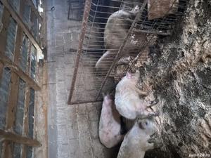 Vând purcei Mangalița  - imagine 2