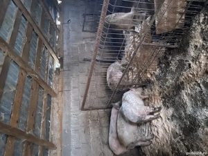 Vând purcei Mangalița 