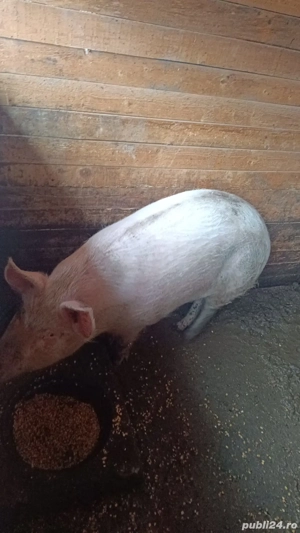 Vand porci peste 100 kg - imagine 3