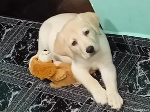 câine Labrador  - imagine 2