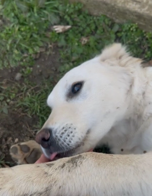 Golden retriever. - imagine 3